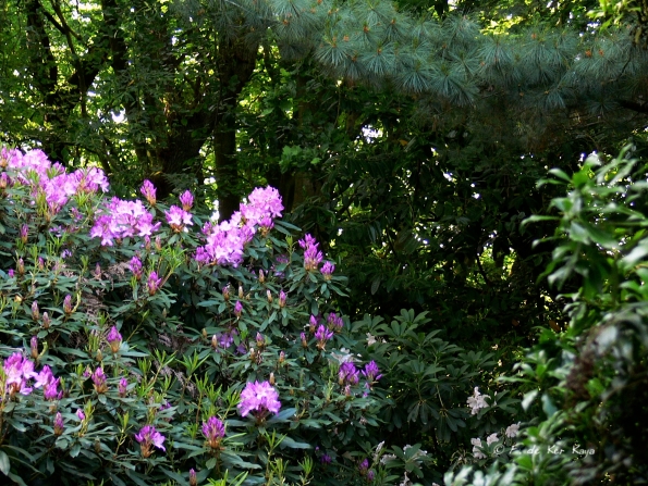 Bois des Moutiers (20) Juin 2012